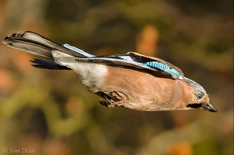 Illustration for article titled Amazing close-up photos capture war planes and birds' majesty in motion